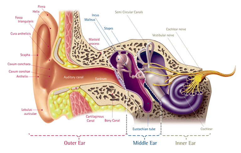 how-we-hear